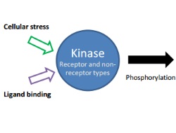Publication thumbnail: Inhibition of spleen tyrosine kinase in the treatment of rheumatoid arthritis