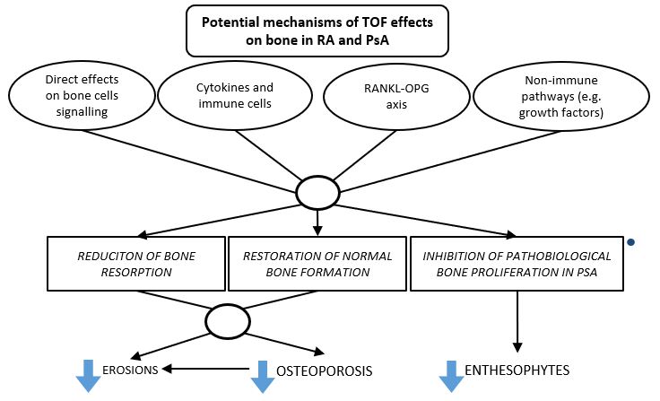 Publication thumbnail: 関節リウマチと乾癬性関節炎の骨免疫: 骨に対するTofacitinibの効果の可能性