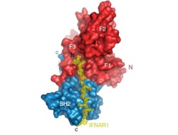 Publication thumbnail: Structural basis for the recognition of interferon-&alpha; receptor by tyrosine kinase 2
