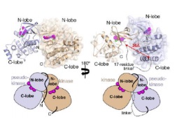 Publication thumbnail: Structure of the pseudokinase-kinase domains from protein kinase TYK2 reveals a mechanism for Janus kinase (JAK) autoinhibition