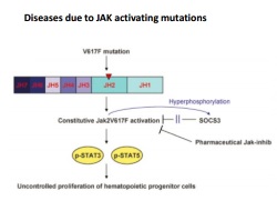 Publication thumbnail: Janus kinases in immune cell signaling
