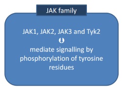 Publication thumbnail: Therapeutic Targeting of the JAK/STAT Pathway