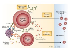 Publication thumbnail: Emerging cell and cytokine targets in rheumatoid arthritis