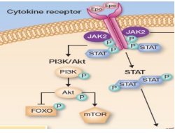 Publication thumbnail: Molecular pathways: Molecular basis for sensitivity and resistance to JAK inhibitors